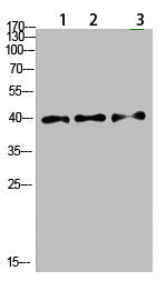 TPM1 Antibody