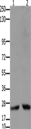 HMGB2 Antibody