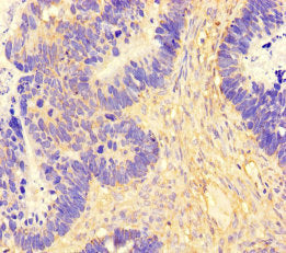 FAM71F2 Antibody