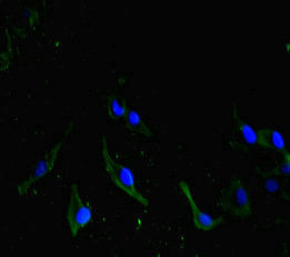 CDC73 Antibody