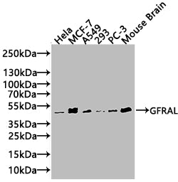 GFRAL Antibody