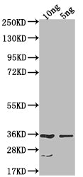 CESA6 Antibody