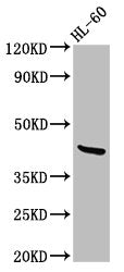 CERS6 Antibody