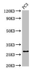 IL34 Antibody