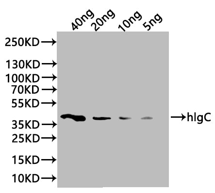 hlgC Antibody