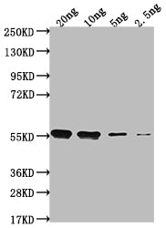 clfA Antibody