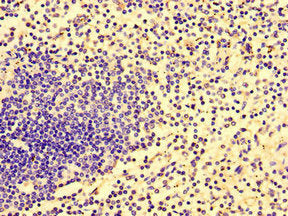 HCP5 Antibody