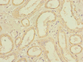 REEP3 Antibody