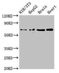 EMB Antibody
