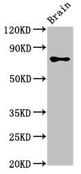 CASC1 Antibody