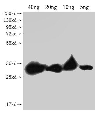 PLET1 Antibody