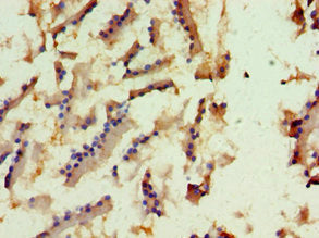 KIF6 Antibody