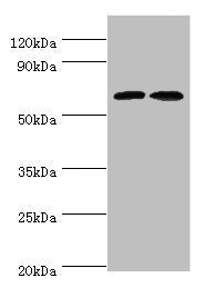 CREB3L2 Antibody