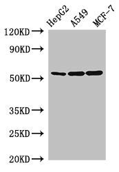 SLC24A5 Antibody
