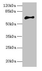 ARMCX2 Antibody