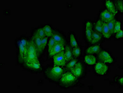 TNPO3 Antibody