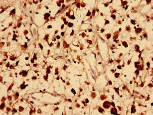 FAM171B Antibody