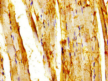 TRAF7 Antibody