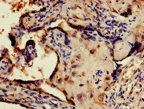 CRTC1 Antibody