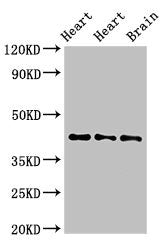 NPSR1 Antibody