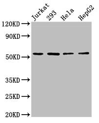 SLC16A12 Antibody