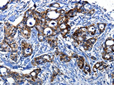 CASP1 Antibody