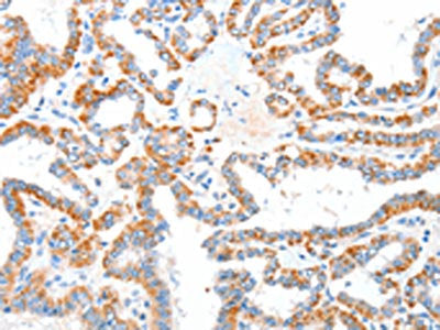 CASP7 Antibody