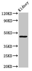 COX15 Antibody
