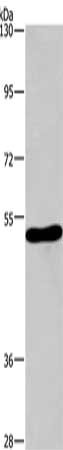 CHRM1 Antibody