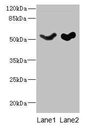 SLC25A25 Antibody