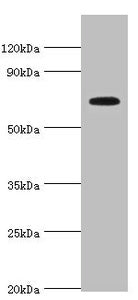 SLC27A4 Antibody