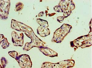 SLC27A4 Antibody