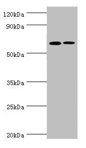 IL27RA Antibody