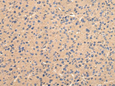 BMP4 Antibody