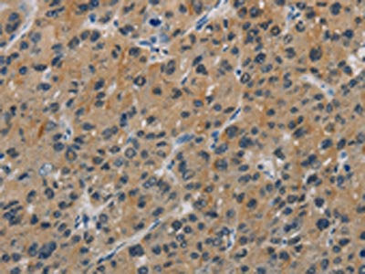 CASP9 Antibody