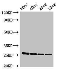 esxA Antibody