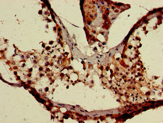 XAF1 Antibody