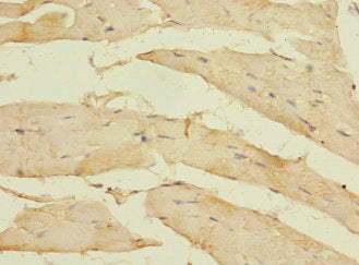 MYORG Antibody