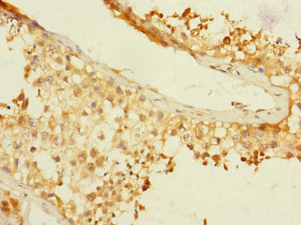 BTNL3 Antibody