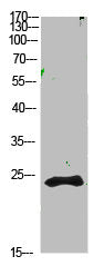 CTF1 Antibody