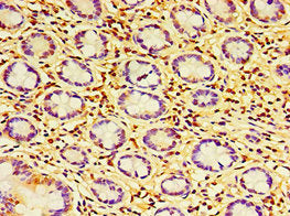 HAUS6 Antibody