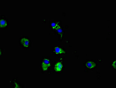 CPEB2 Antibody