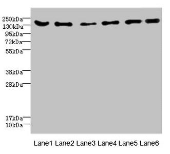 ADGRG6 Antibody