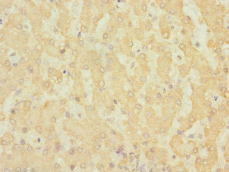 ADGRG6 Antibody