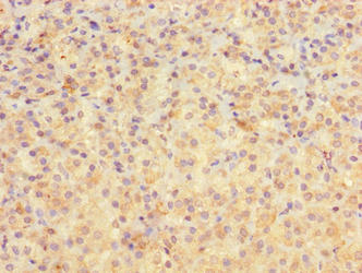 PEG10 Antibody