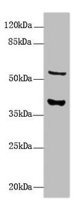 CALHM3 Antibody