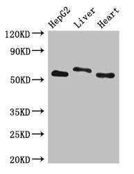 SLC13A5 Antibody