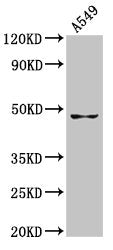 GDF7 Antibody