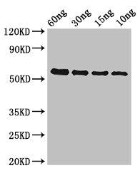 gelE Antibody