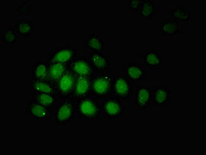 ZBTB33 Antibody